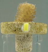 Figure 27b: Side lighting of nub S2-1.